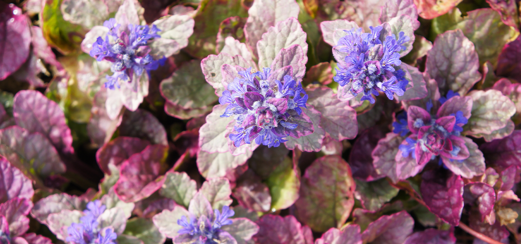 brent and beckys bulbs -ajuga ground cover