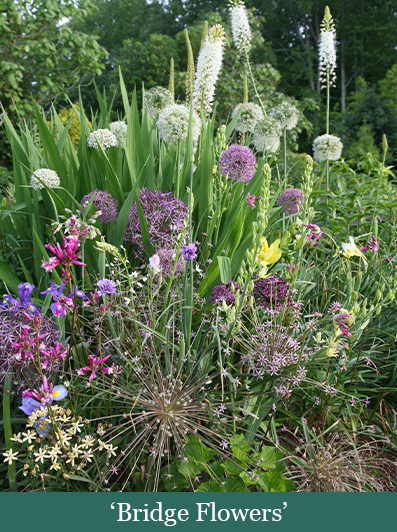 brent and beckys bulbs-alliums-Bridge Flowers