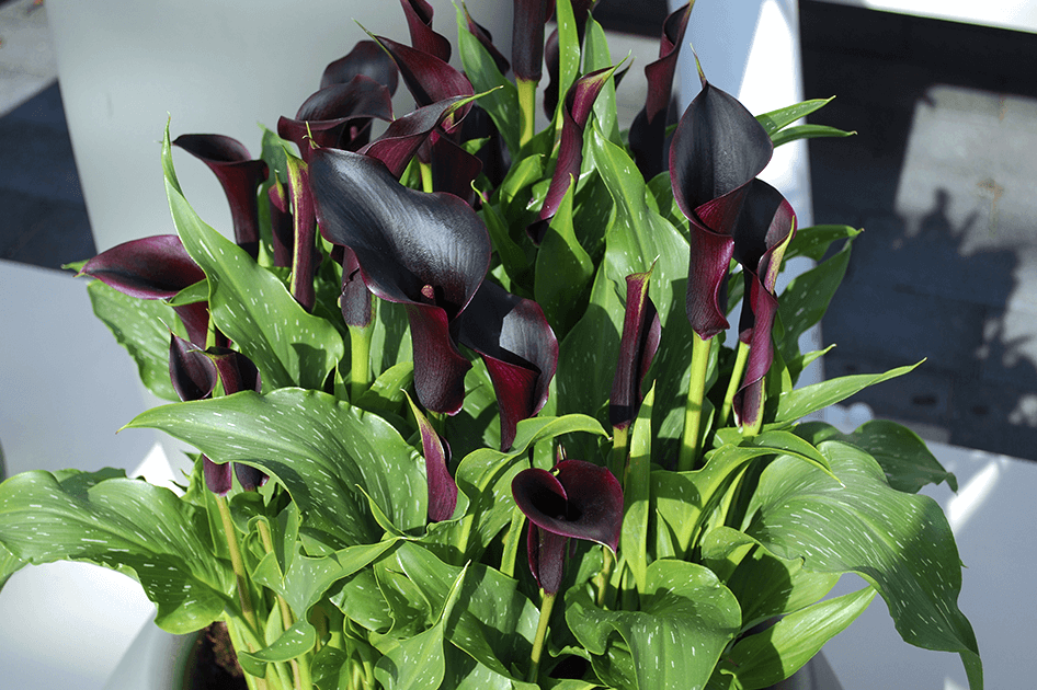 brent and beckys bulbs body black calla lilies potted