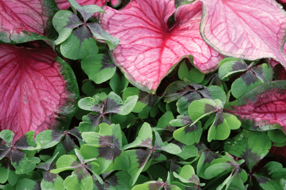 brent and beckys bulbs oxalis and elephant ear