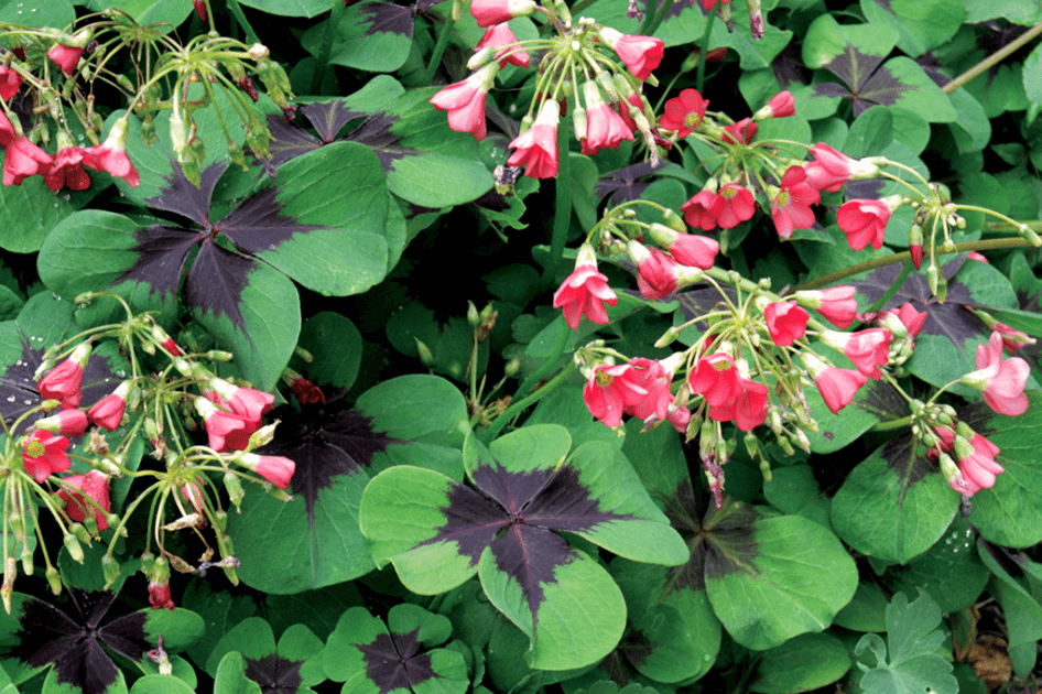 brent and beckys bulbs oxalis iron cross