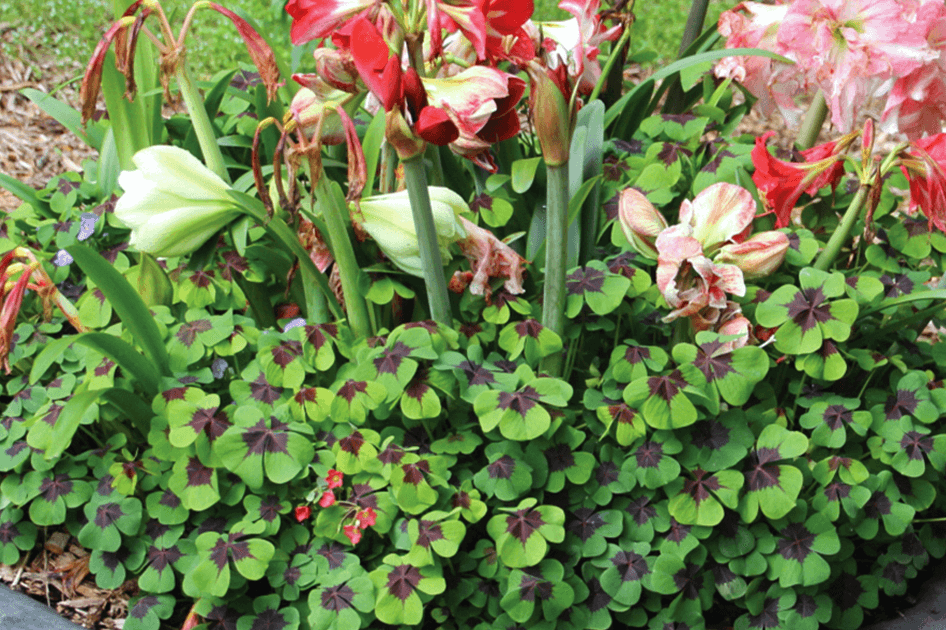 brent and beckys bulbs oxalis iron cross and flowers