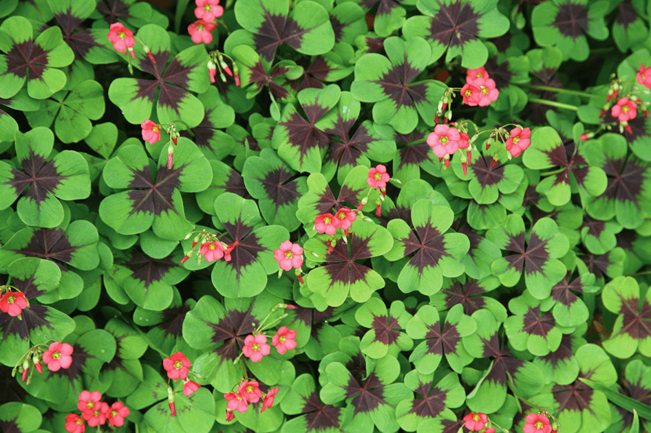 brent and beckys bulbs iron cross