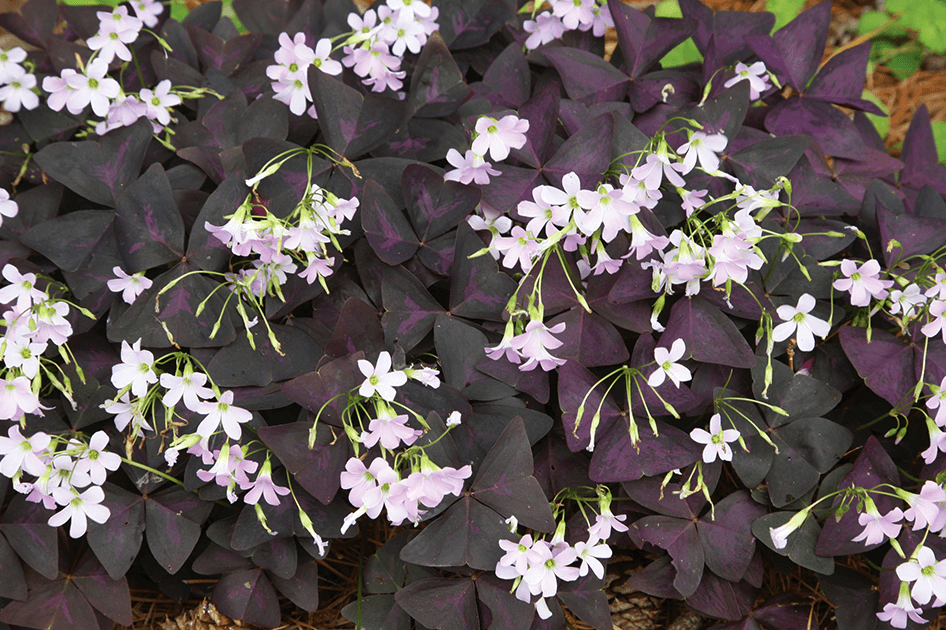brent and beckys bulbs triangularis