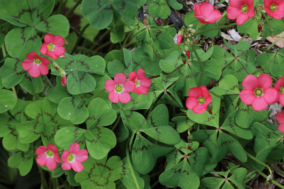 brent and beckys bulbs tetraphylla