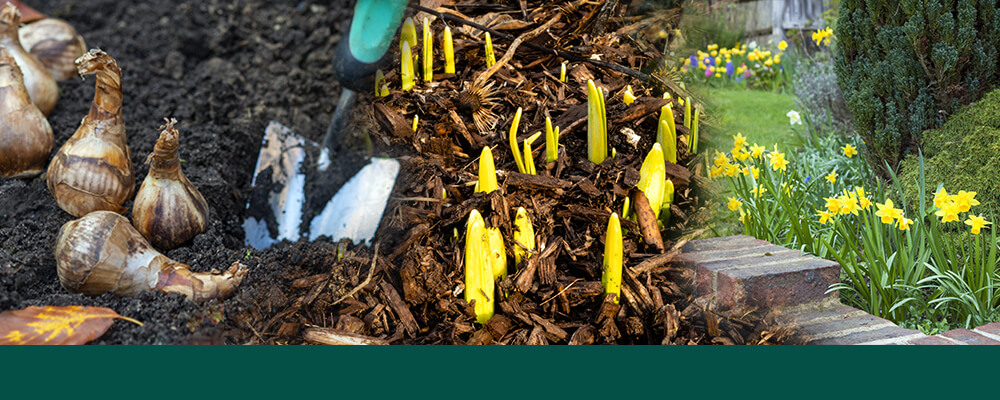 brent and beckys bulbs daffodil FAQs answered bulbs sprouts flowers