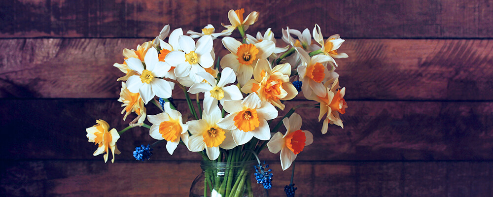 brent and beckys bulbs daffodil FAQs answered different daffodil varieties in cut bouquet