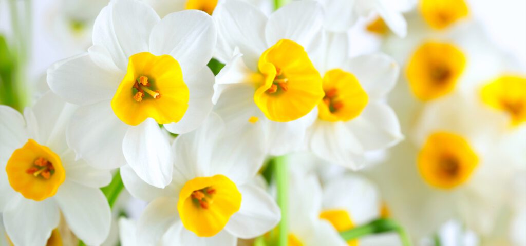 brent and beckys bulbs daffodil FAQs answered white daffodils