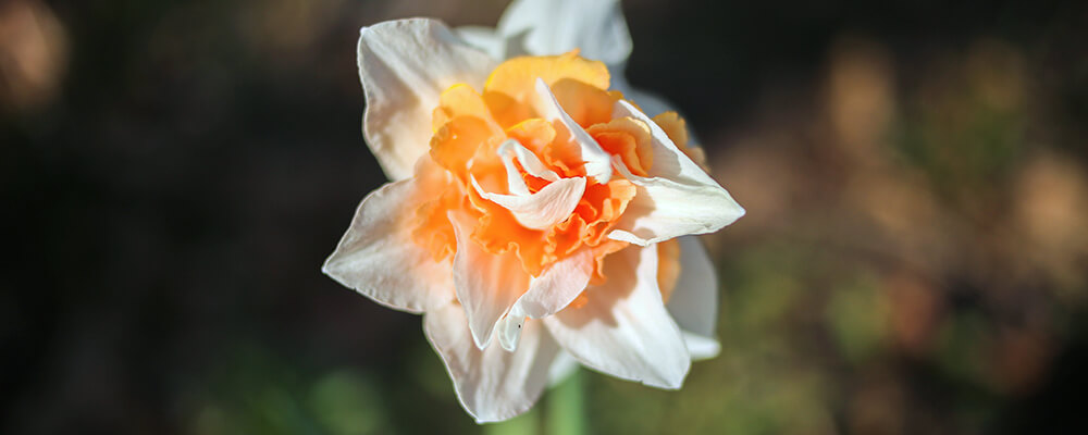 brent and beckys bulbs daffodil FAQs answered white orange double petaled daffodils