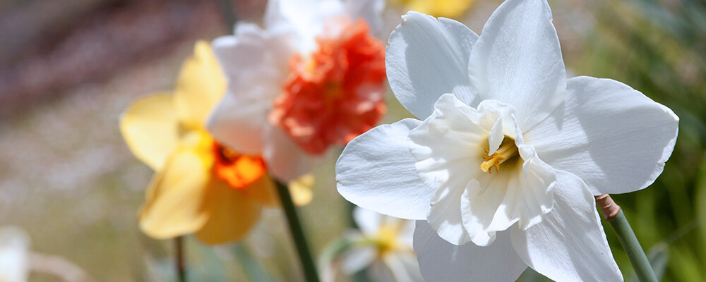 brent and beckys bulbs daffodil FAQs answered white six petaled daffodil up close