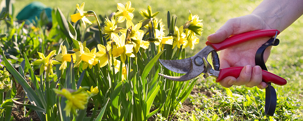 brent and beckys bulbs daffodil FAQs answered yellow daffodils deadheading cutting