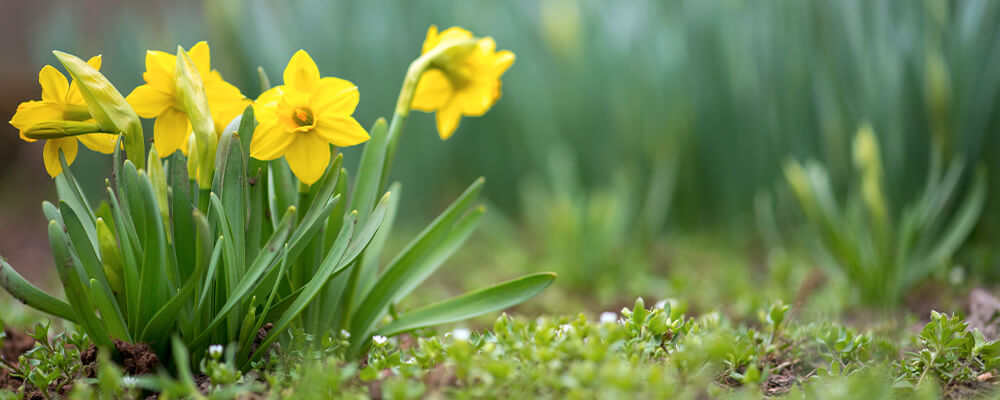 brent and beckys bulbs daffodil FAQs early daffodils coming up