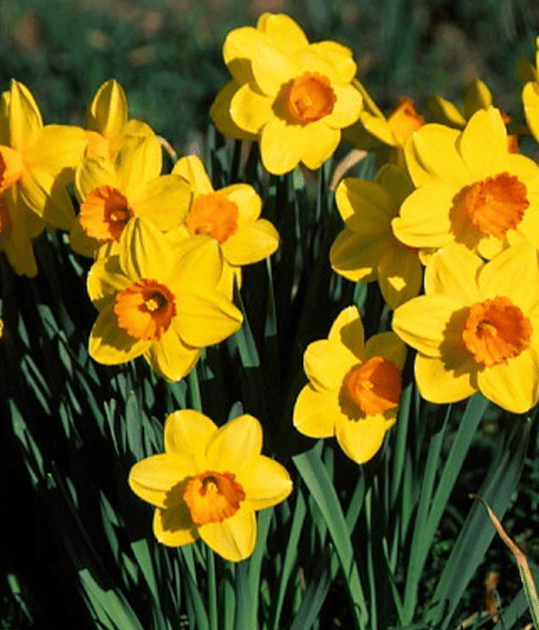 brent and beckys bulbs - daffodils in sunlight