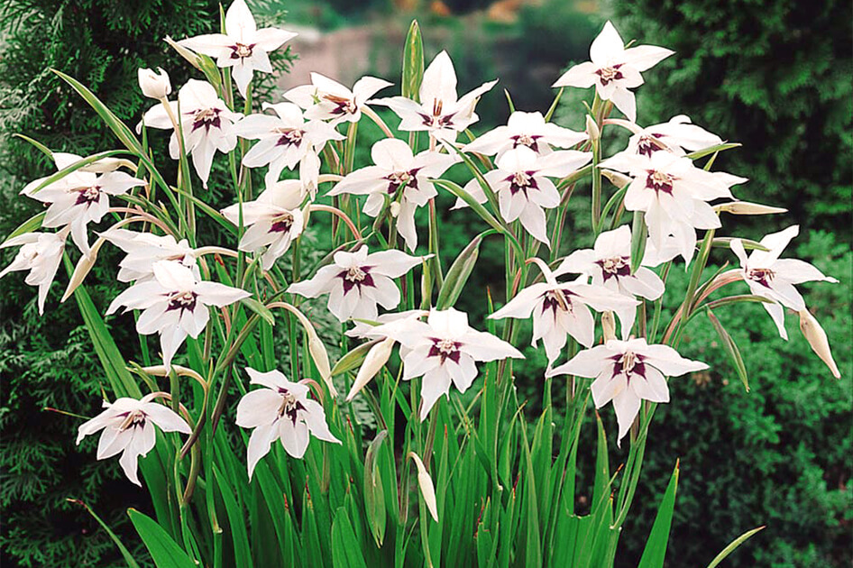 brent and beckys bulbs gladiolus callianthus white burgundy