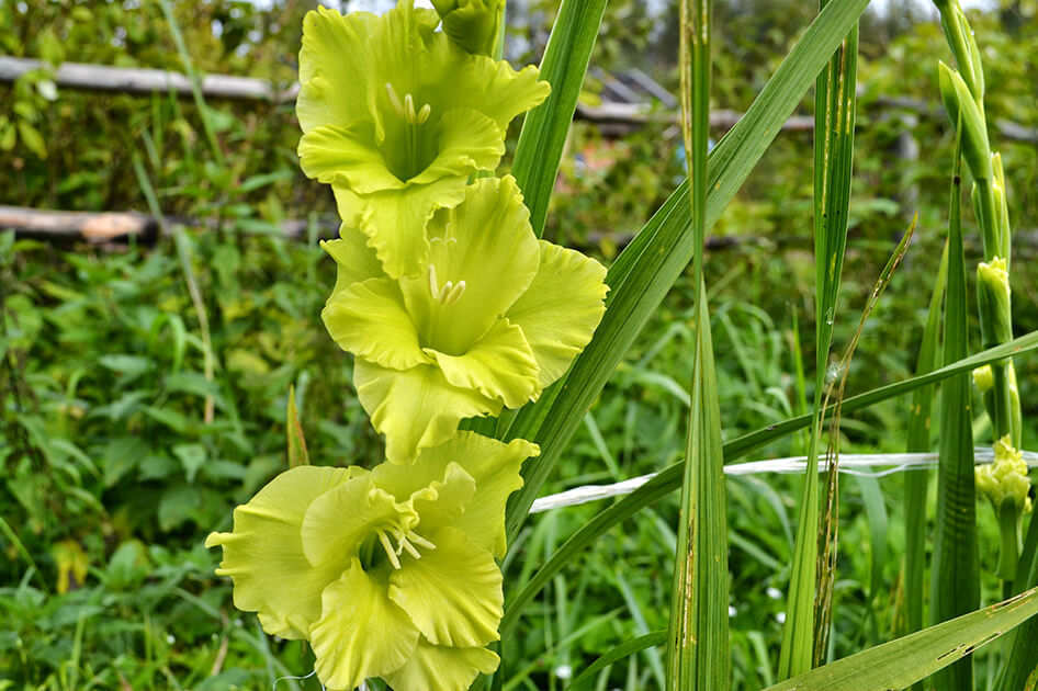 brent and beckys bulbs gladiolus green star blooms