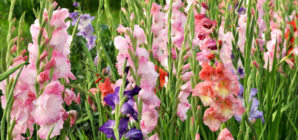 brent and beckys bulbs gladiolus multicolored in sunlight
