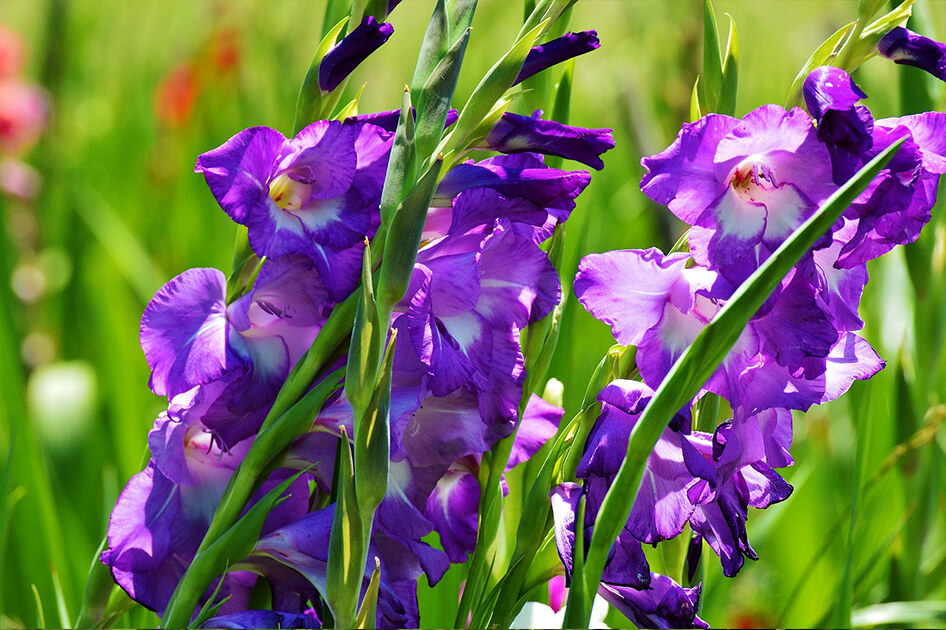 brent and beckys bulbs gladiolus purple
