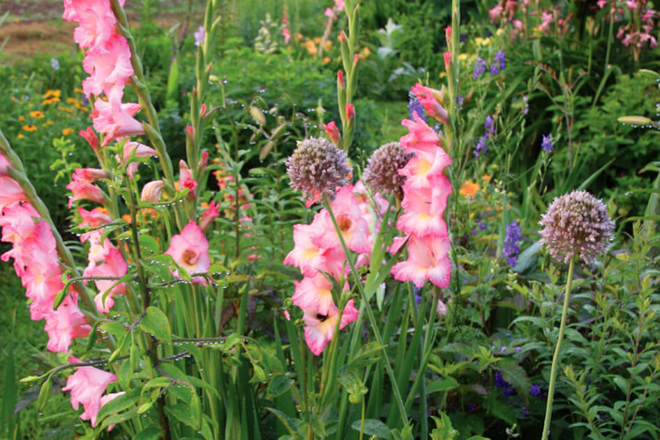 brent and beckys bulbs gladiolus rose supreme pink