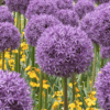 brent and beckys bulbs --globemaster alliums in garden