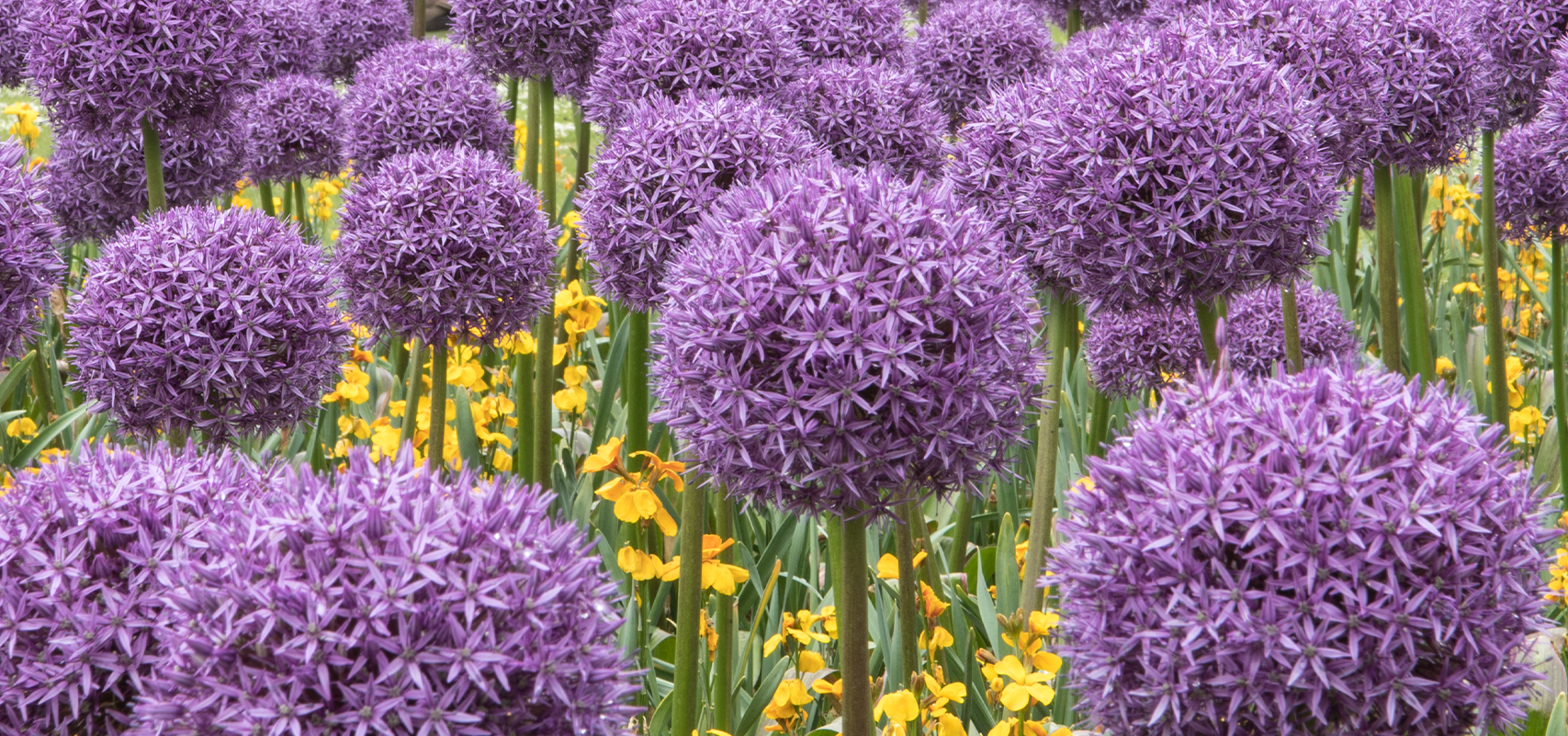 brent and beckys bulbs --globemaster alliums in garden