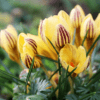 brent and beckys bulbs --gypsy girl crocus blooms
