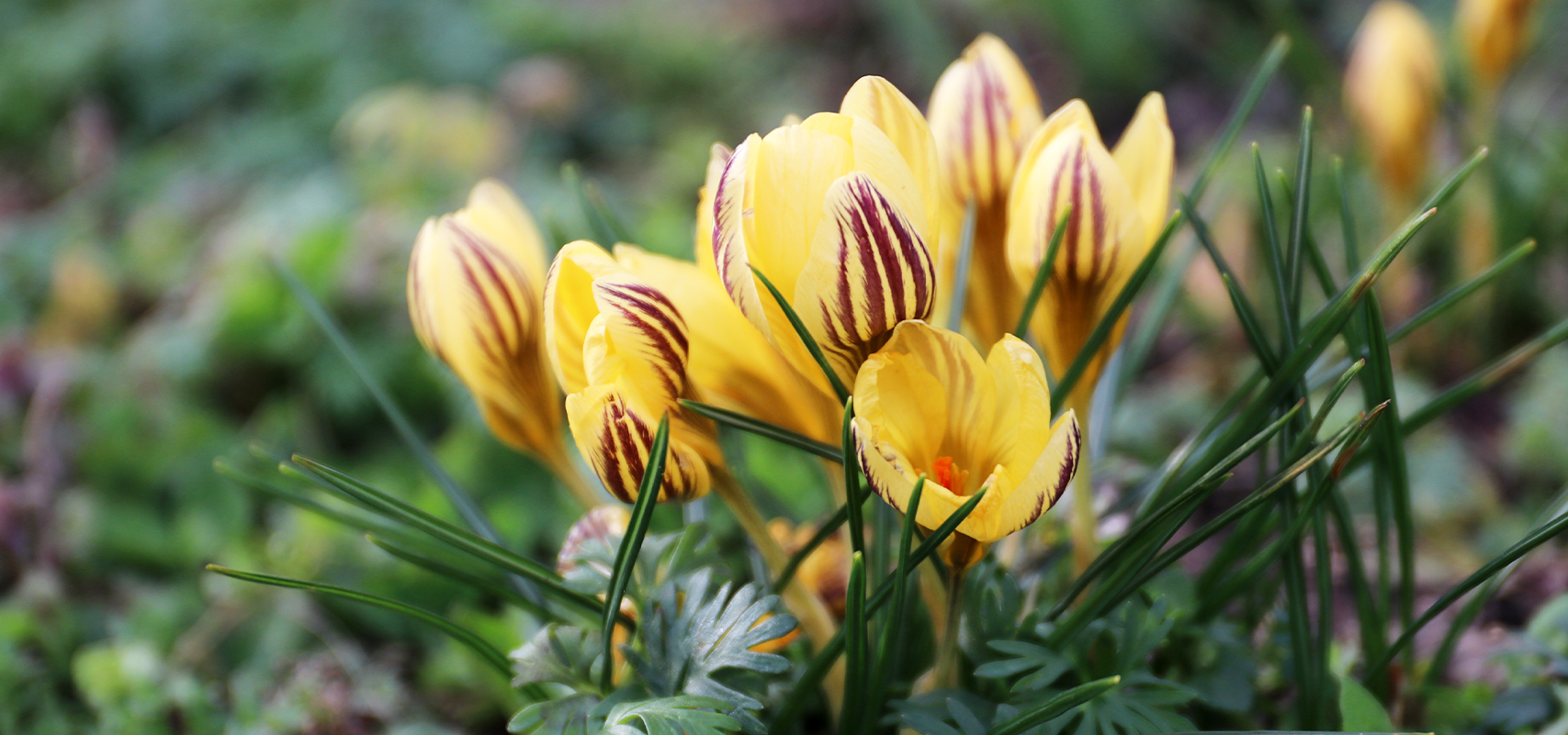 brent and beckys bulbs --gypsy girl crocus blooms