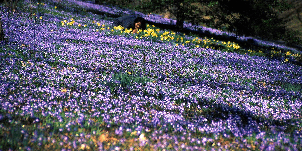 brent and beckys bulbs - naturalizing flowers - Chionodoxa
