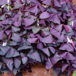 Oxalis: A True Versatile Beauty for the Garden, Containers & Indoors