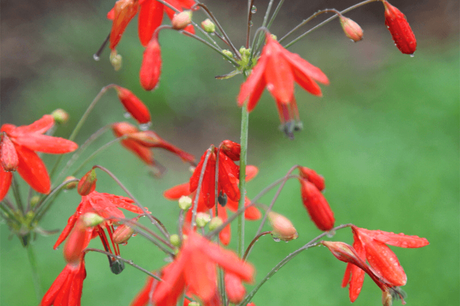 brent and beckys bulbs perennials for summer bouquets bessara elegans red