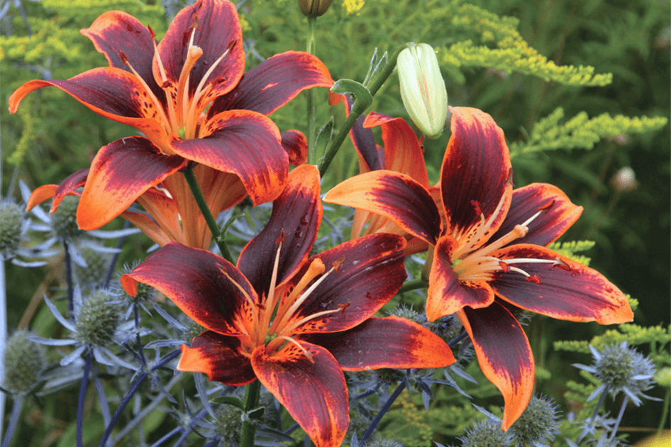 brent and beckys bulbs perennials for summer bouquets lilium