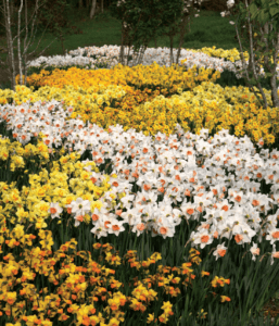 brent and beckys bulbs picking daffodil flowers_