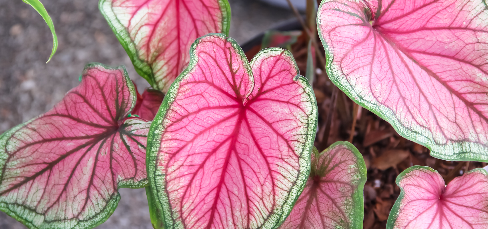 brent and beckys bulbs - pink caladiums in garden