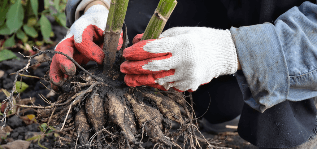 brent and beckys bulbs planting a tuber