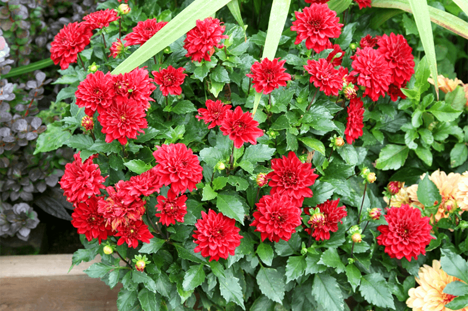 brent and beckys bulbs temperennials dahlias red
