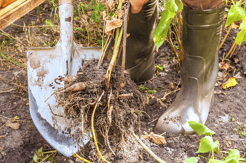brent and beckys bulbs temperennials digging up