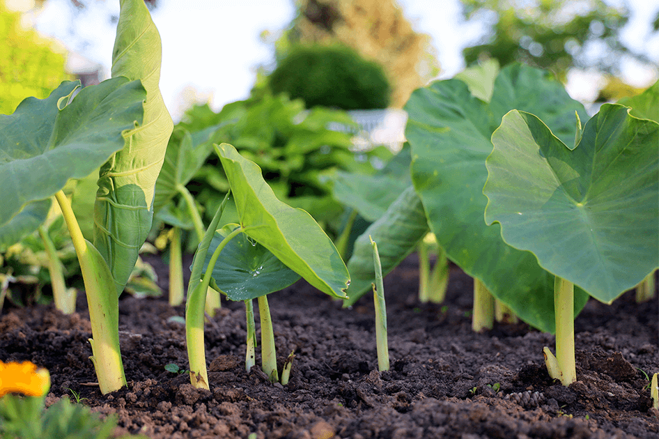 brent and beckys bulbs temperennials elephant ears sprouting from soil