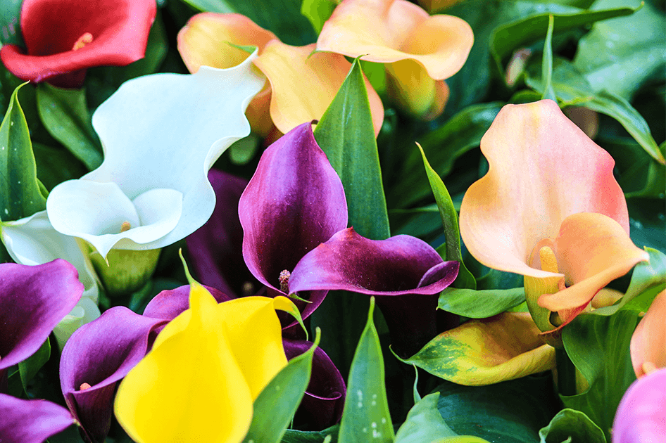 brent and beckys bulbs temperennials zantedeschia
