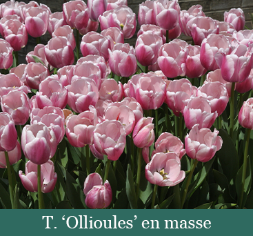 brent and beckys bulbs-- tulip blog - Tulip Ollioules
