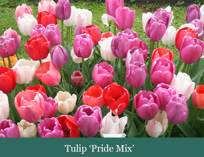 brent and beckys bulbs - tulip blog - assorted pink tulips
