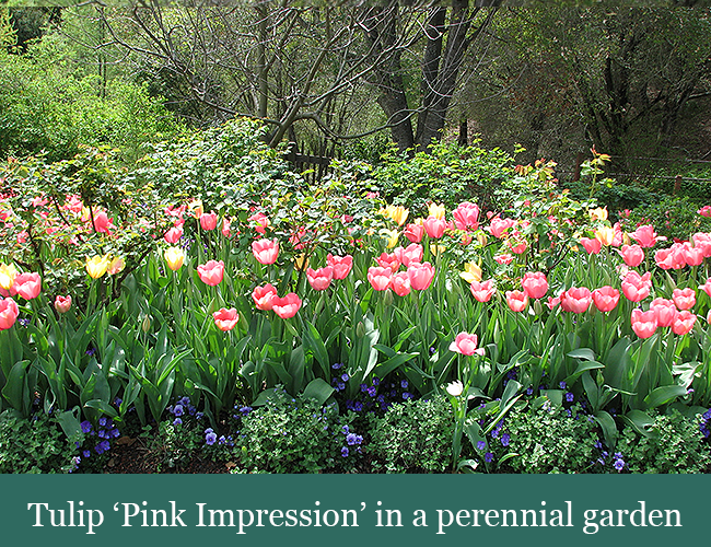brent and beckys bulbs - tulip blog - -tulip pink impression