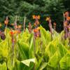 brent and beckys bulbs - variegated canna lily