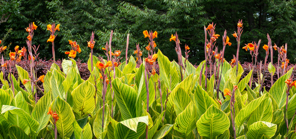 brent and beckys bulbs - variegated canna lily