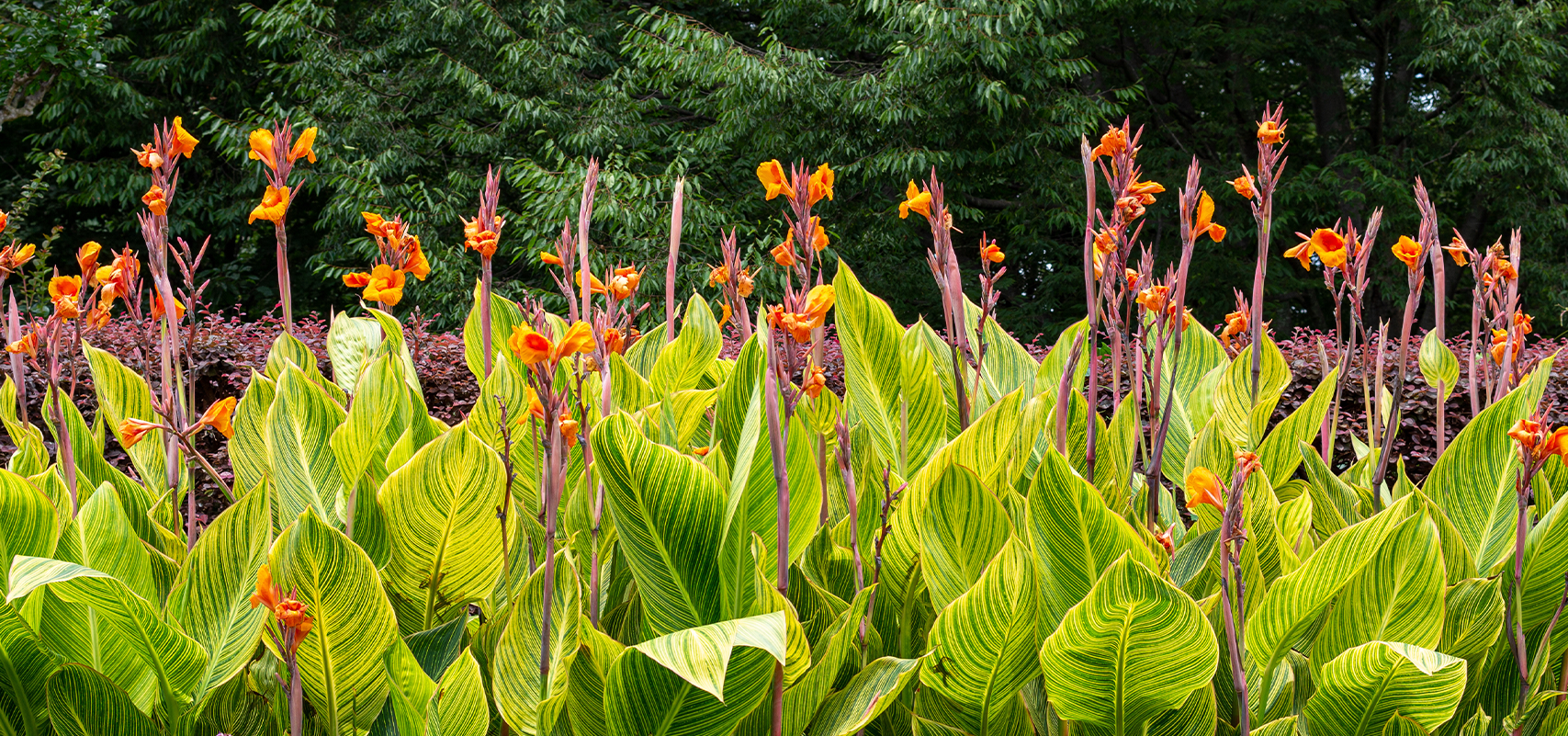 brent and beckys bulbs - variegated canna lily