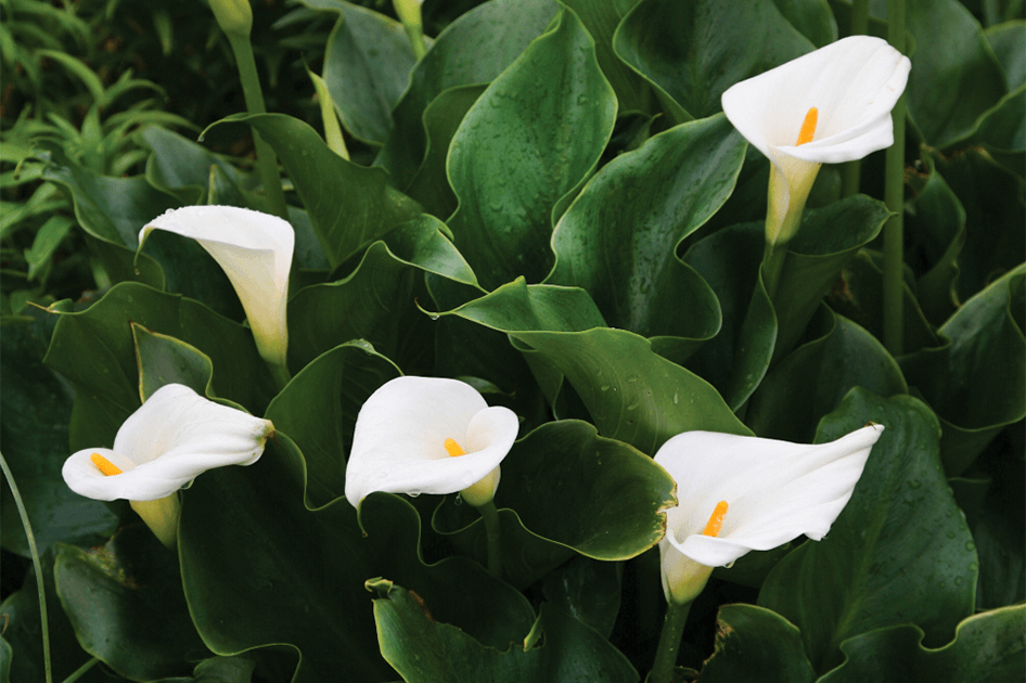brent and beckys bulbs white calla lilies