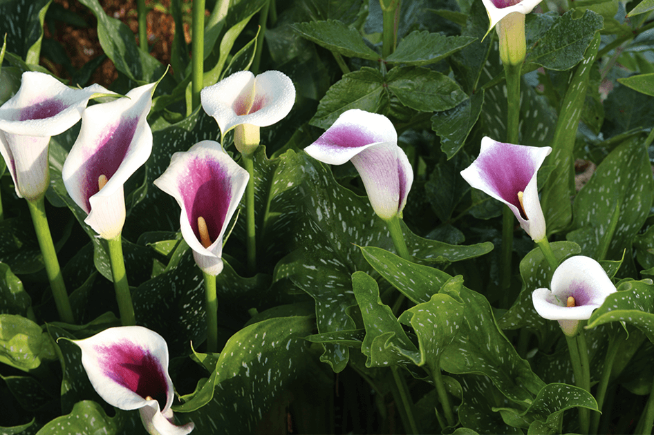 brent and beckys bulbs white pink calla lilies Picasso