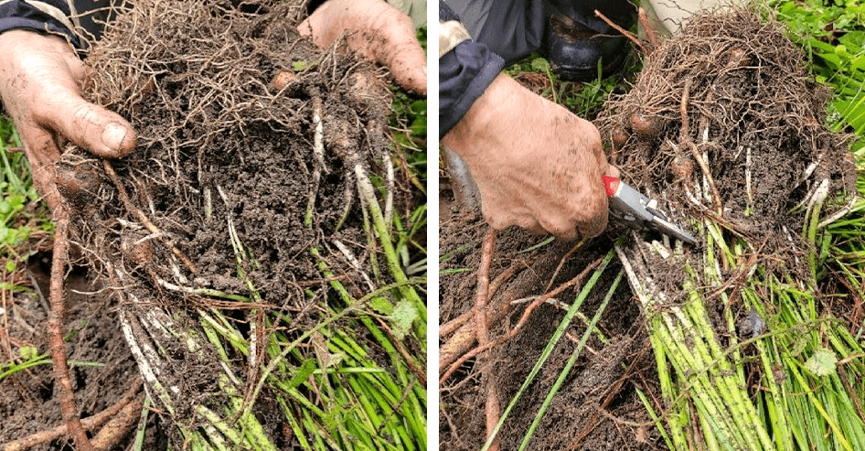 brent and beckys bulbs_-roots of daffodil bulbs