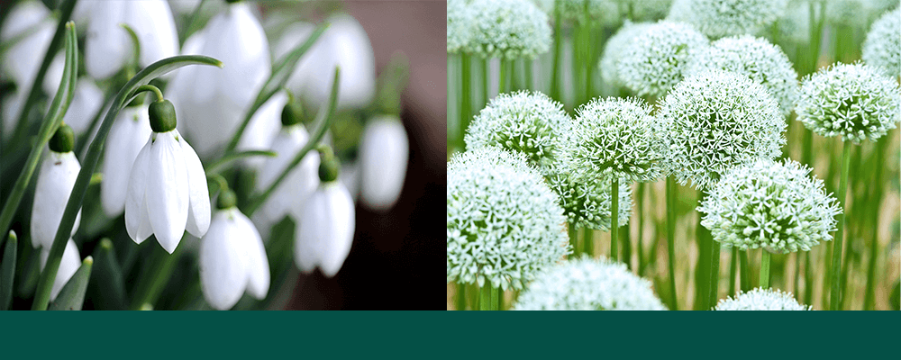 brent and beckys monochromatic gardening white alliums white snowdrops