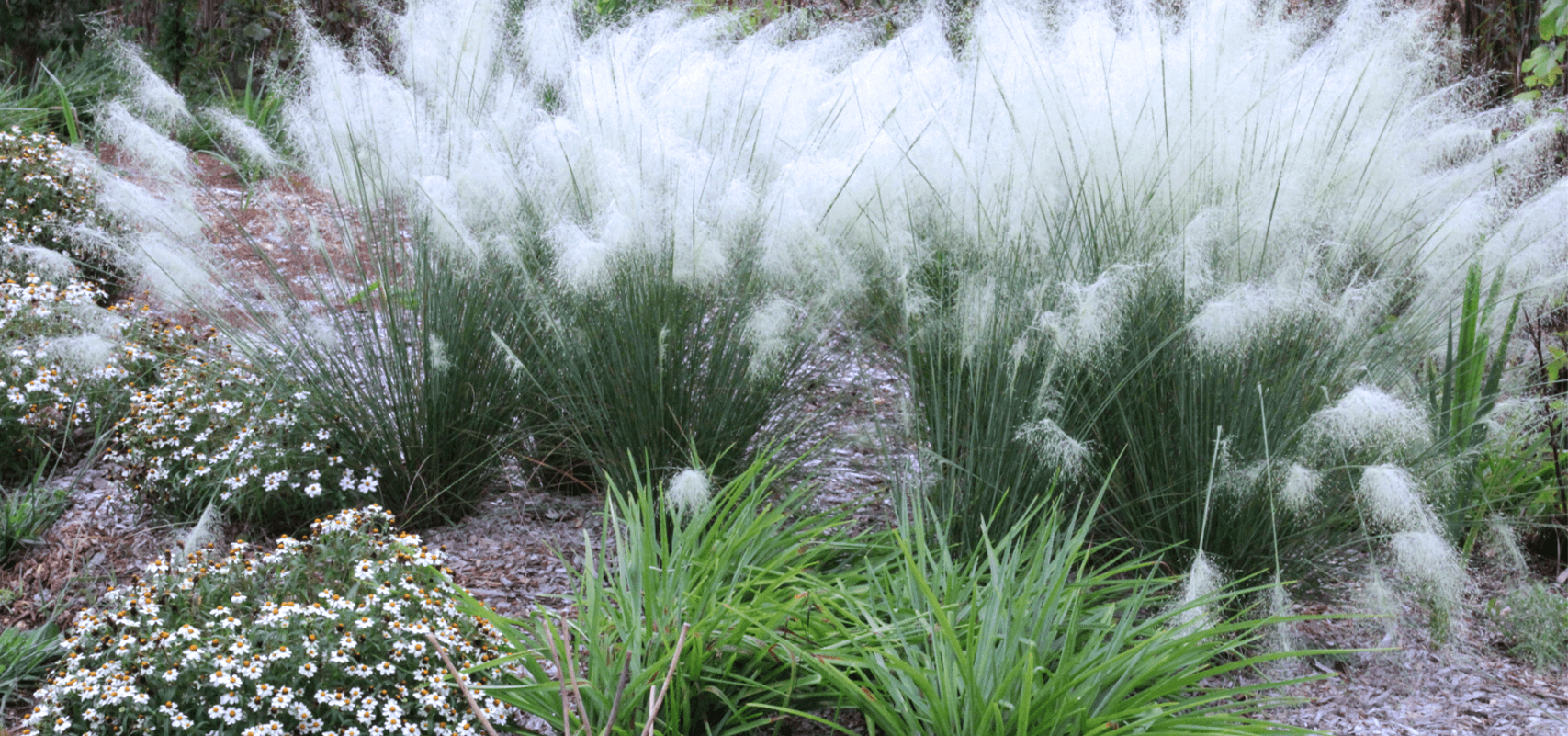 brent and beckys monochromatic gardening white cloud grass