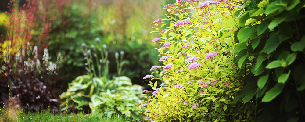 brent-becky-garden-design-hostas-garden