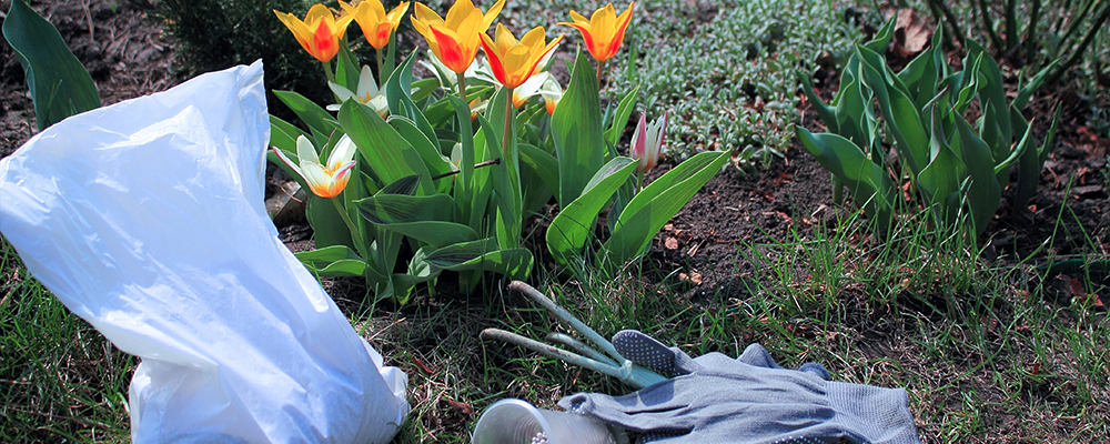 brent-becky-garden-design-tulips-gloves-maintenance